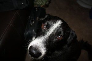 Border collie, Willy